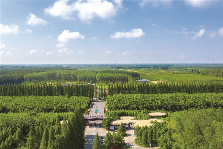 东台黄海森林公园风景通讯员 董萱摄