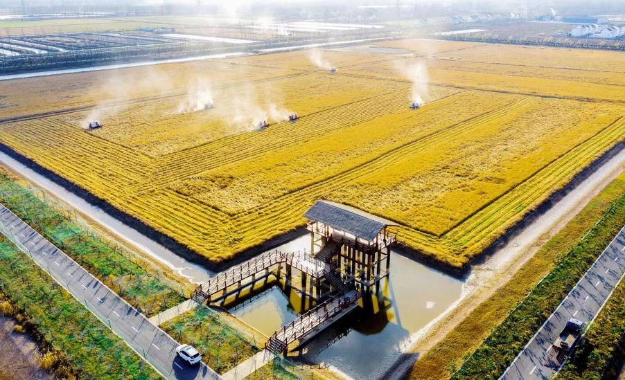 新民村秋收季(通讯员 关萱摄) 新民村秋收季(通讯员 关萱摄)