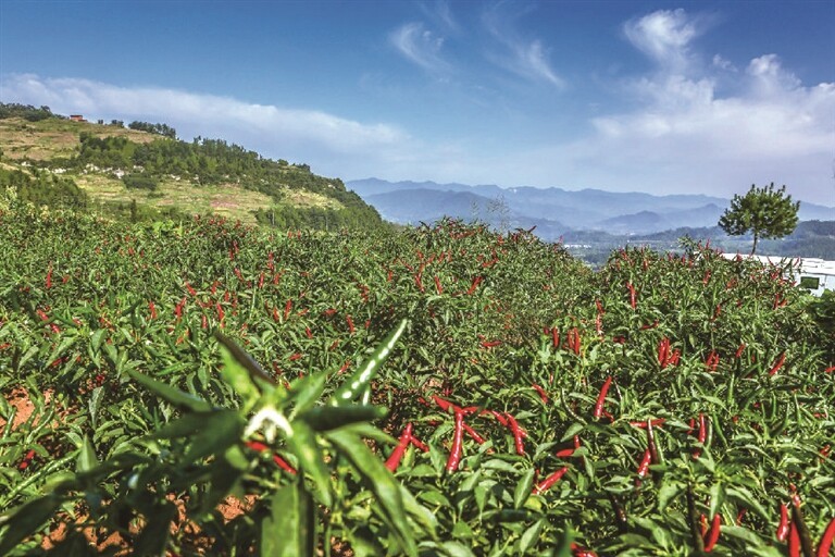 “石柱红”辣椒红满天 通讯员 石萱摄