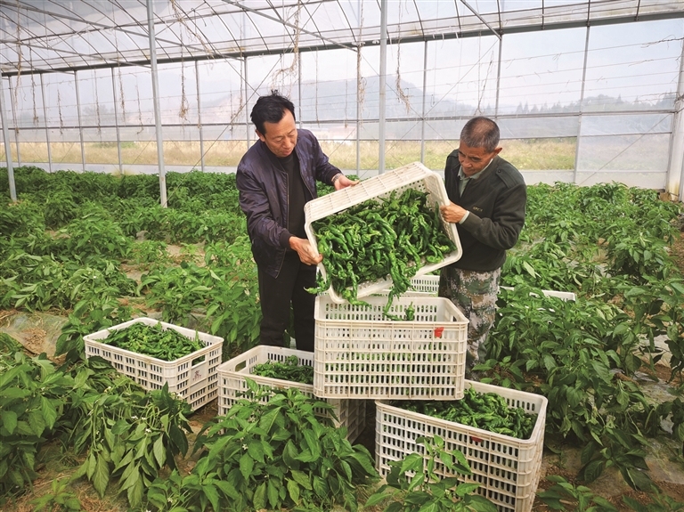 宜秀区大桥街道象山村螺丝椒喜获丰收 通讯员 杭文媛摄 宜秀区大桥街道象山村螺丝椒喜获丰收 通讯员 杭文媛摄