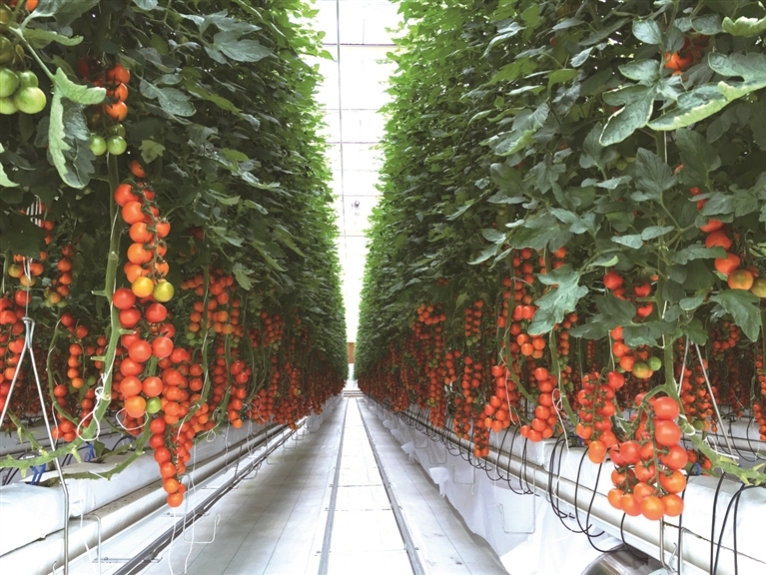 寿光丹河设施蔬菜标准化生产示范园示范棚通讯员 金家宝摄