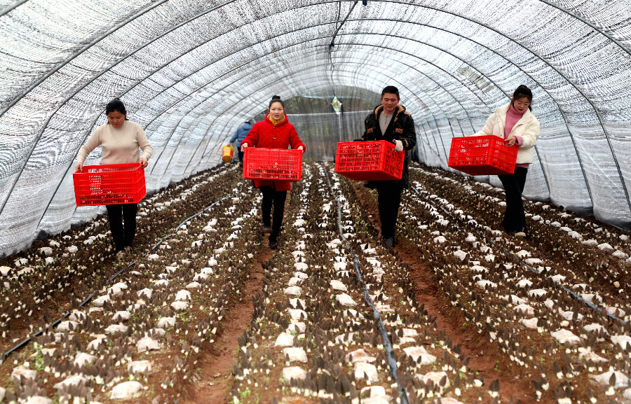 1月31日，在仁寿县谢安镇三顾村的羊肚菌种植基地里，村民正在搬运羊肚菌 （潘建勇 摄）