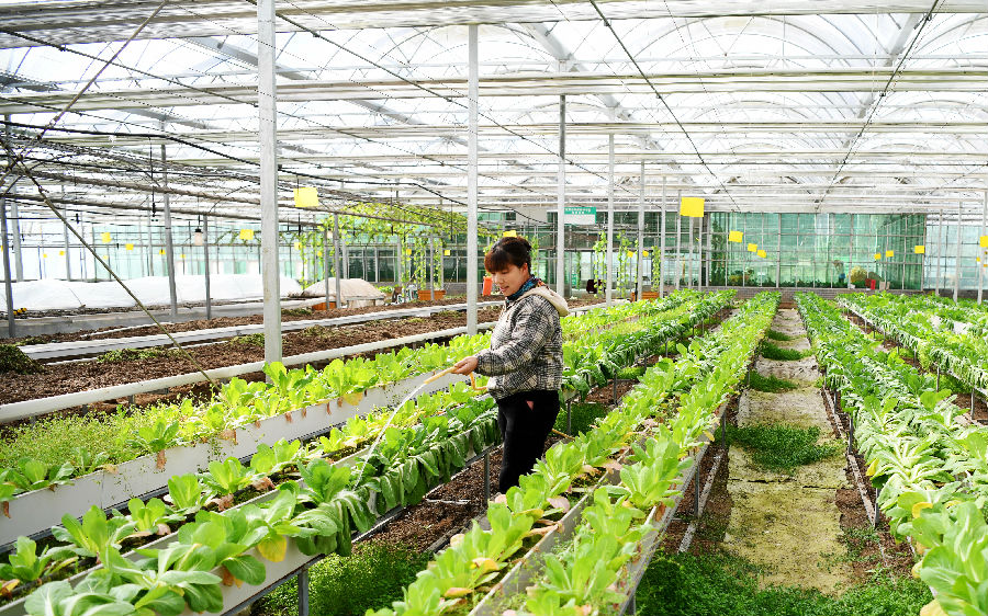 村民在蔬菜产业园区务工（刘旭 摄）