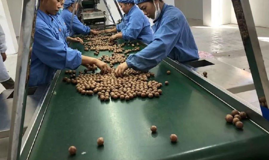 江城金澳生物科技有限公司坚果分拣车间 （罗光明 摄）