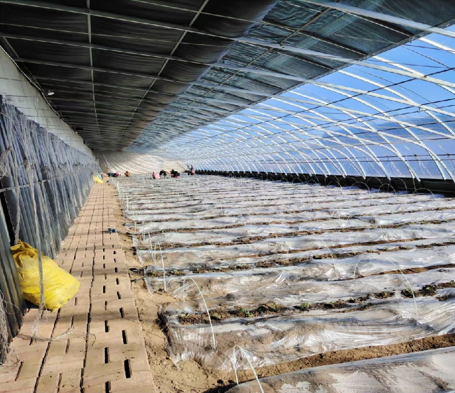 人们正在曙光村老蔡家庭农场的瓜棚栽种瓜苗（陈宝林 摄）