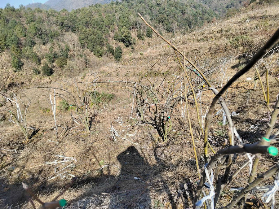 基地130多亩梨树树枝固定长向（倪胜林 摄）