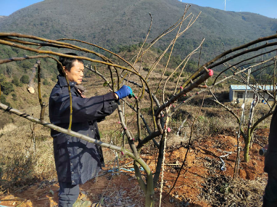 王定刚给修剪过的梨枝剪口涂抹愈合剂（倪胜林 摄）