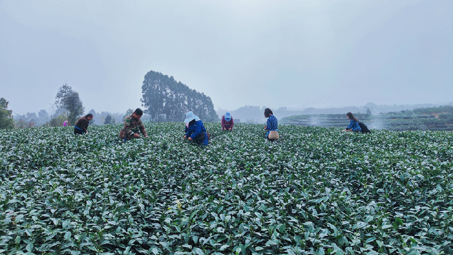 图为采茶现场 （王清 摄）