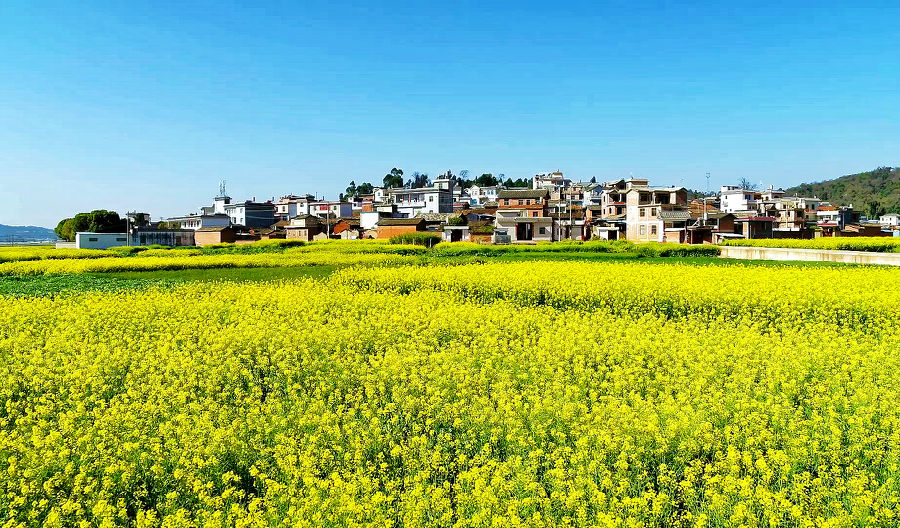 金色大花园（李艳 摄）