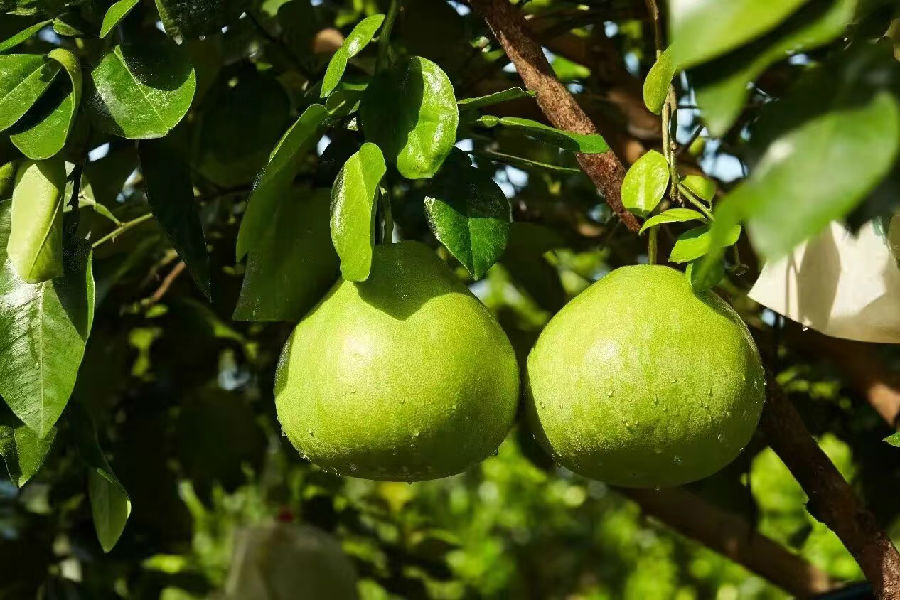 澄迈无籽蜜柚 （陈建峰 摄）