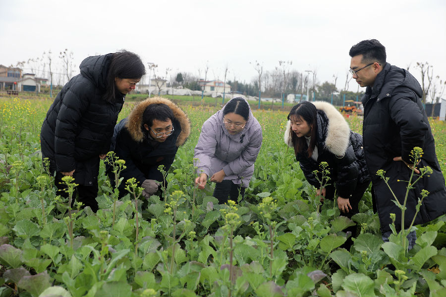 农业技术人员走进田间地头指导 （刘丁源 摄）