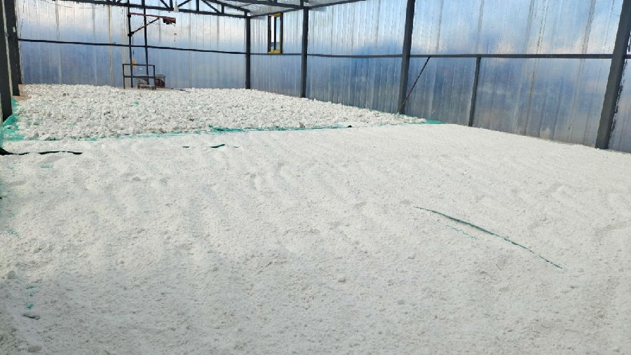 晾晒芭蕉芋淀粉 （张安有 摄） 