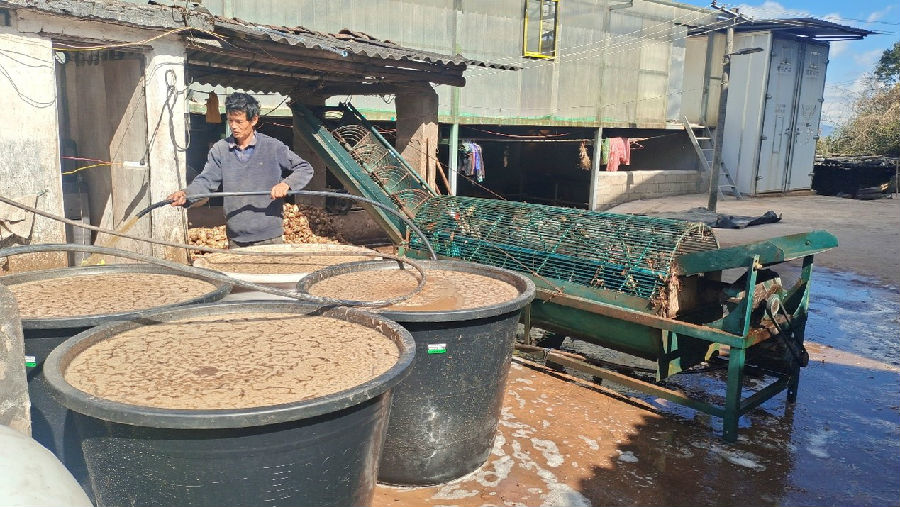 浸泡清洗芭蕉芋块茎 （张安有 摄） 