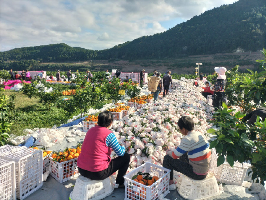 巨龙镇天水村柑橘喜获丰收（杜亚菲  摄）