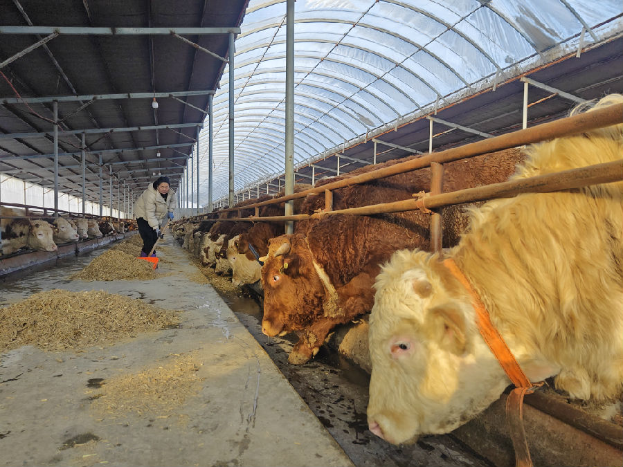 马鞍山镇北岗子村兴伊社合作社饲养的黄牛膘肥体壮（李广友 摄）