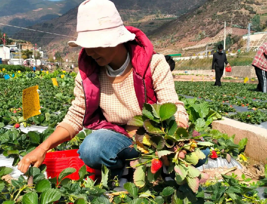 村民为草莓摘叶疏果（殷瑛 摄）