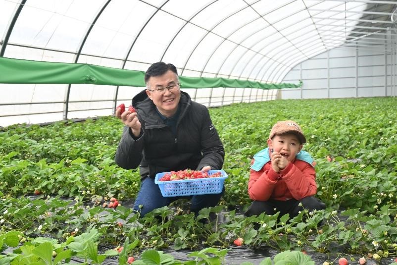 图为游客带孩子在采摘园摘草莓（赵艳微 摄）