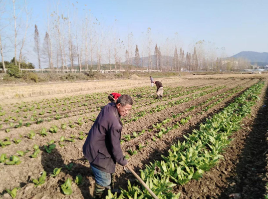 下村镇敬老院老人们正在给菜地松土 （付文 摄）