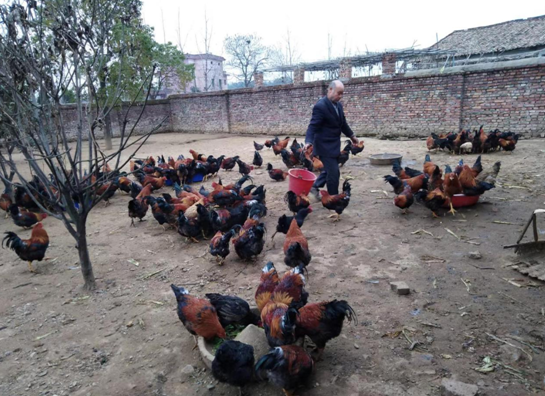 下村镇敬老院老人正在给鸡喂食 （付文 摄）