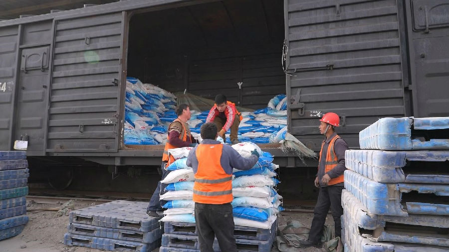 图为装卸人员正将肥料卸下车厢 （杨乐 摄）