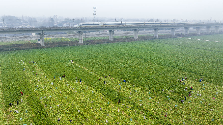东坡区永丰村羊角菜丰收了 （侯建明 摄）