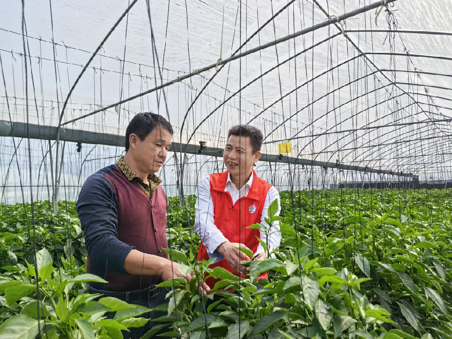 漳浦农商银行金融助理到田间地头走访（郑灯辉 摄）