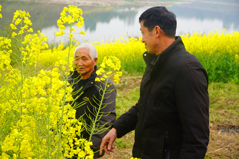 村民查看油菜花长势 （马悦 摄）