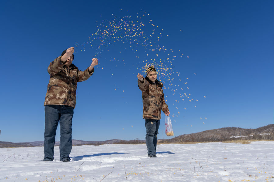 林业局森林资源管理科工作人员在野外为野生动物投放玉米粒等食物（吕阳  摄）
