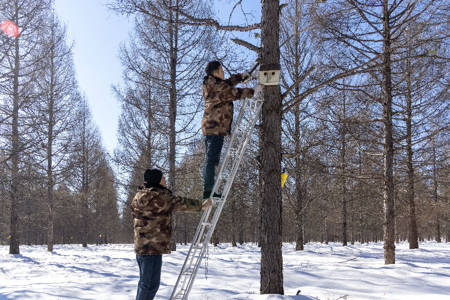 林业局森林资源管理科工作人员在修缮鸟窝（吕阳 摄）
