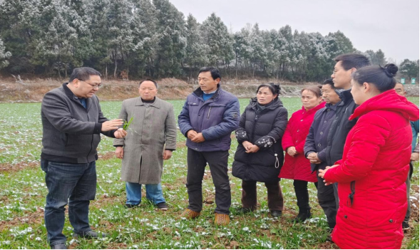 图为农技干部深入田间地头指导小麦春管技术 （杨彬 摄）