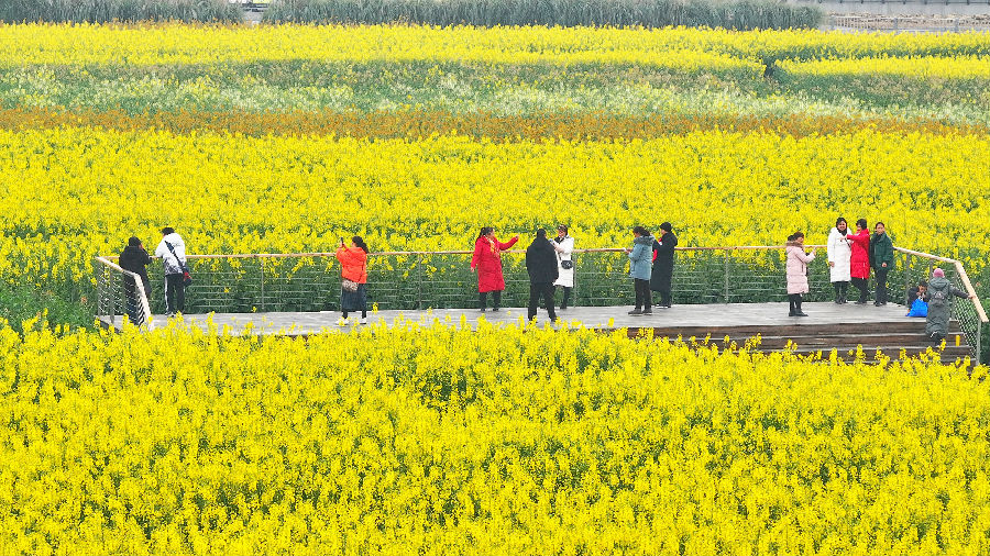 天府农博园油菜花花海中游客畅享春光 （戚原 摄）