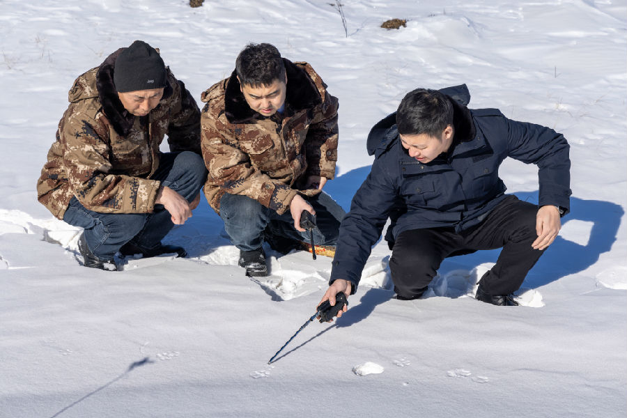 林业局森林资源管理科工作人员巡山时发现野生动物足迹（吕阳 摄）