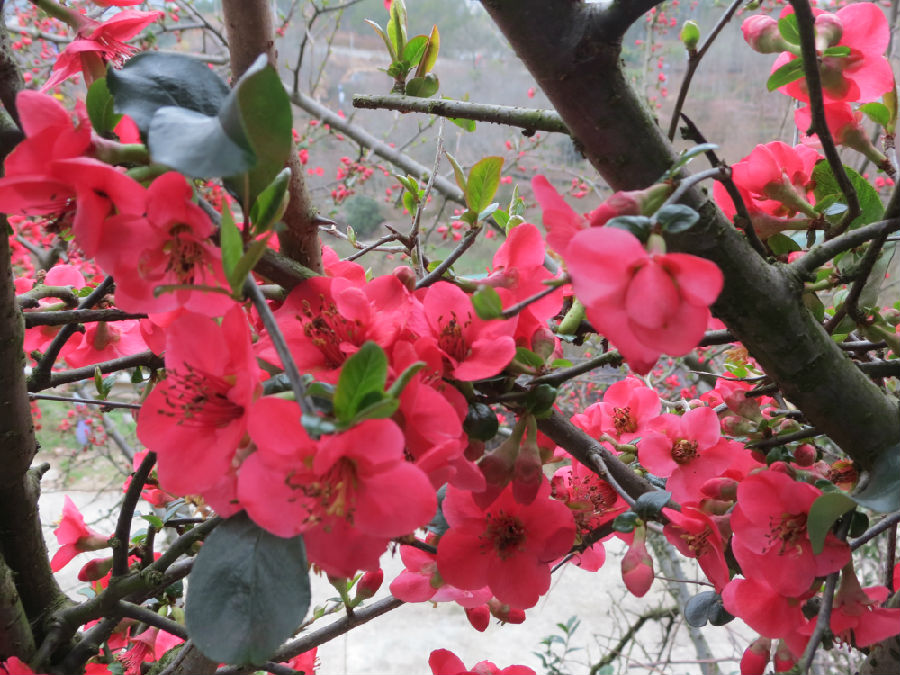 图为娇艳动人的海棠花开 （童曙明 摄）