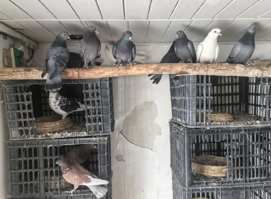 图为和硕农家院子里“翻翻鸽”孵出的首批新雏吹响了养殖户增收的号角 （杨佳家 摄）