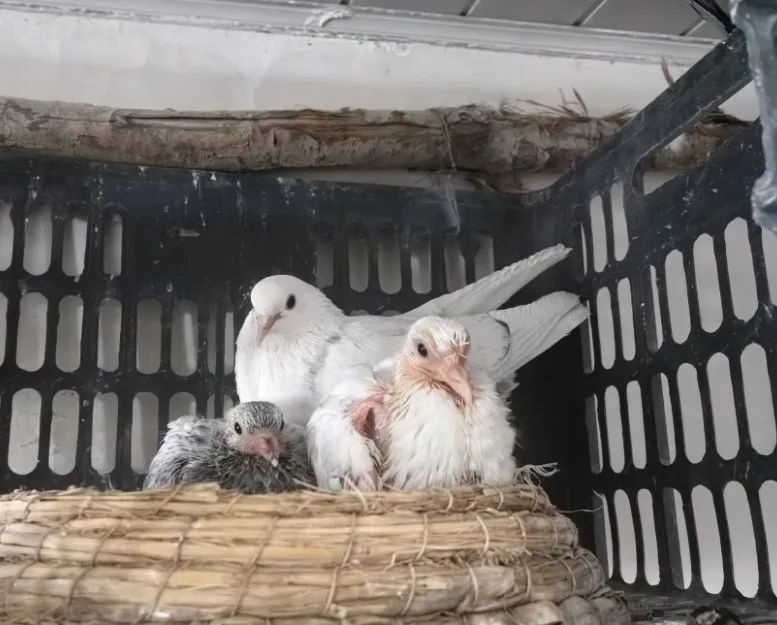 图为和硕农家院子里“翻翻鸽”孵出了首批新雏 （杨佳家 摄）