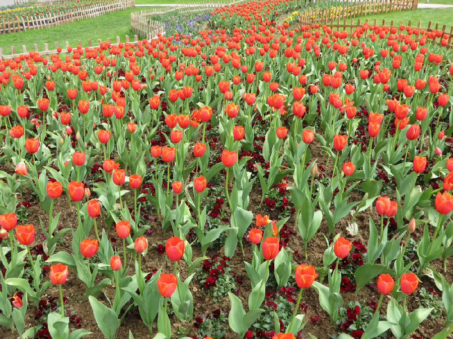 图为景区内盛开的郁金香 （童曙明 摄）