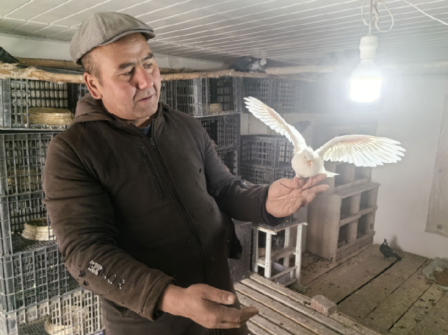 图为和硕农家院子里“翻翻鸽”孵出的首批新雏吹响了养殖户增收的号角 （杨佳家 摄）