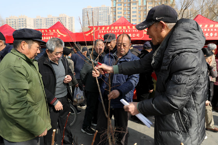 农艺农技现场交流热烈 （霍芮 摄）