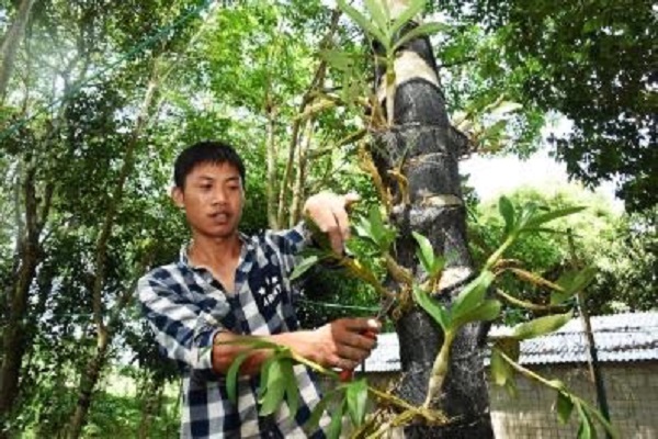 中药材种植示范基地 (陈聪聪 摄) 中药材种植示范基地 (陈聪聪 摄)