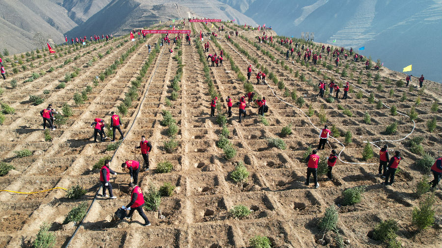 3月11日武山县盘龙山义务植树造林点植树现场 （康正东 摄）