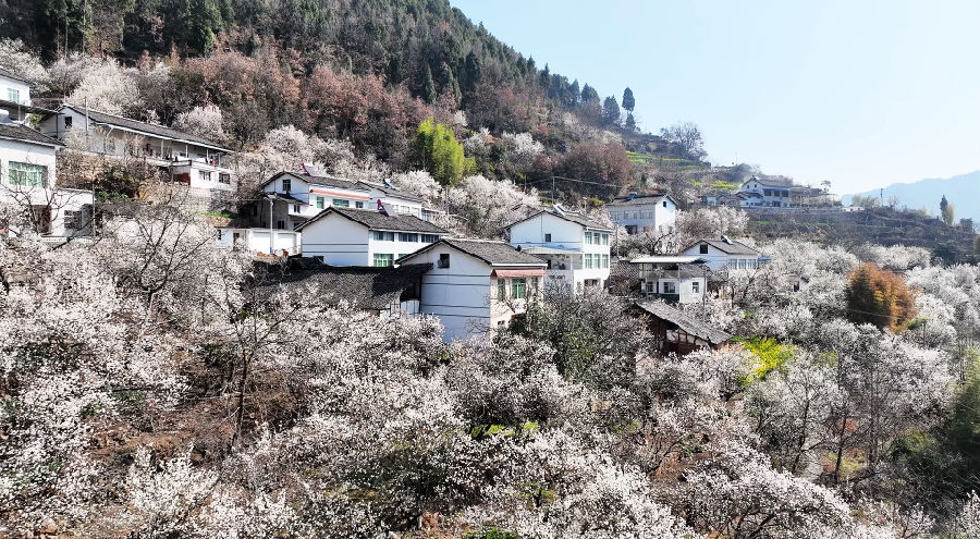 沙河镇万亩樱桃花竞相开放（陈平 摄）