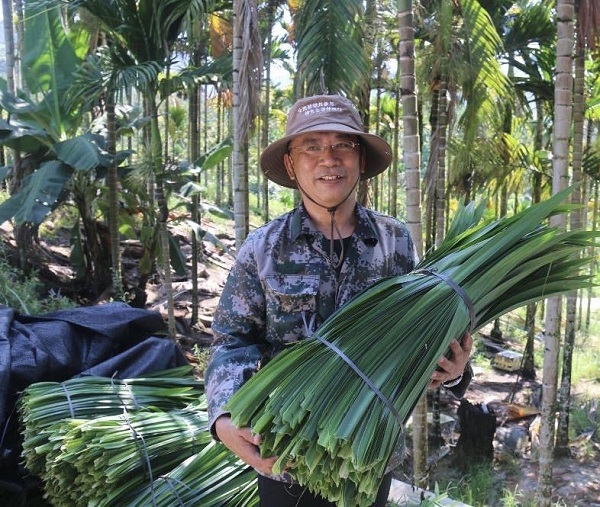 种植基地套种的斑斓叶 (利声富 摄) 种植基地套种的斑斓叶 (利声富 摄)