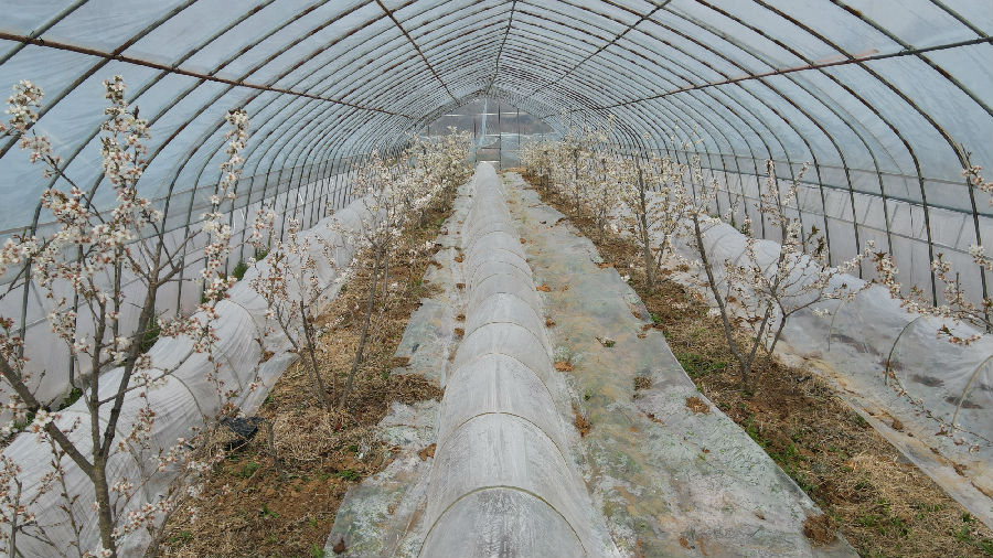 图为大棚樱桃树开花 （周波 摄）