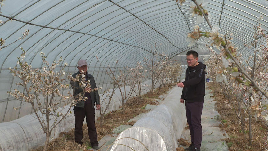 图为当地政府负责人了解大棚樱桃种植情况 （周波 摄）