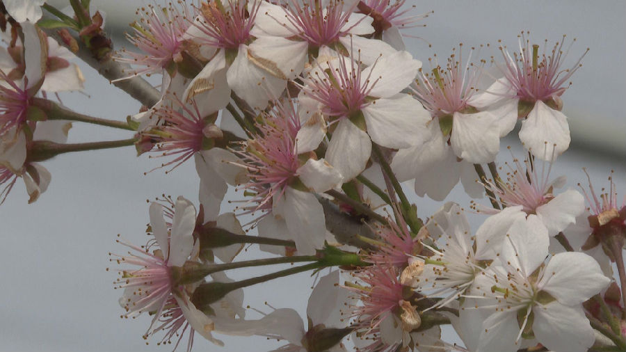 图为盛开的樱桃花 （周波 摄）