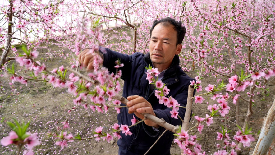图为温宿县托乎拉乡托万克苏布拉克村村民肉孜·艾买提正在为桃树疏花、掐枝打叶。（李亚楠 摄）