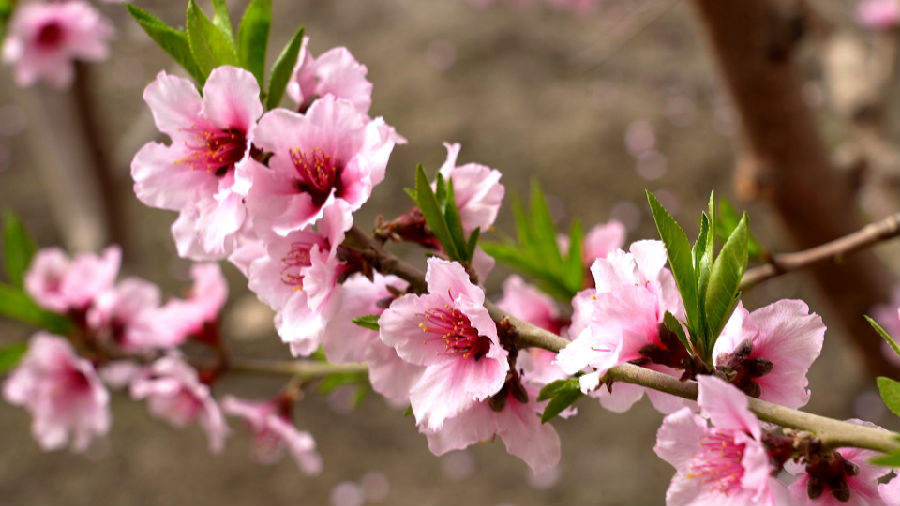 图为位于温宿县托乎拉乡托万克苏布拉克村的温室大棚里，满棚盛开的桃花悄然绽放。（李亚楠 摄）