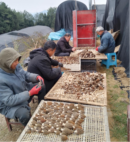 图为清理规整羊肚菌现场 （石萍 摄）