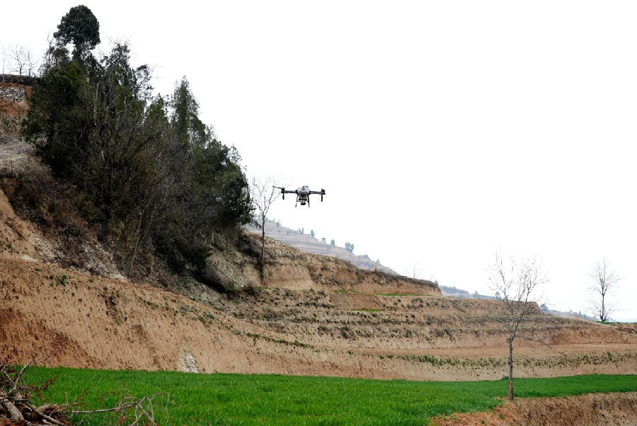 无人机正在作业喷洒农药 （陈佳 摄）