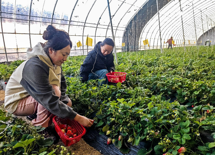 村民在温室大棚里采草莓（李广友 摄）